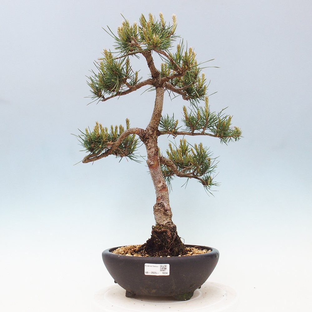 Venkovní bonsai - Pinus Sylvestris Watererri - Borovice lesní