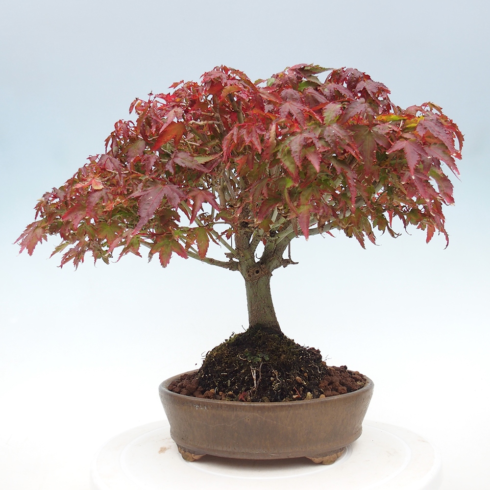 Acer palmatum KIOHIME - Javor dlanitolistý