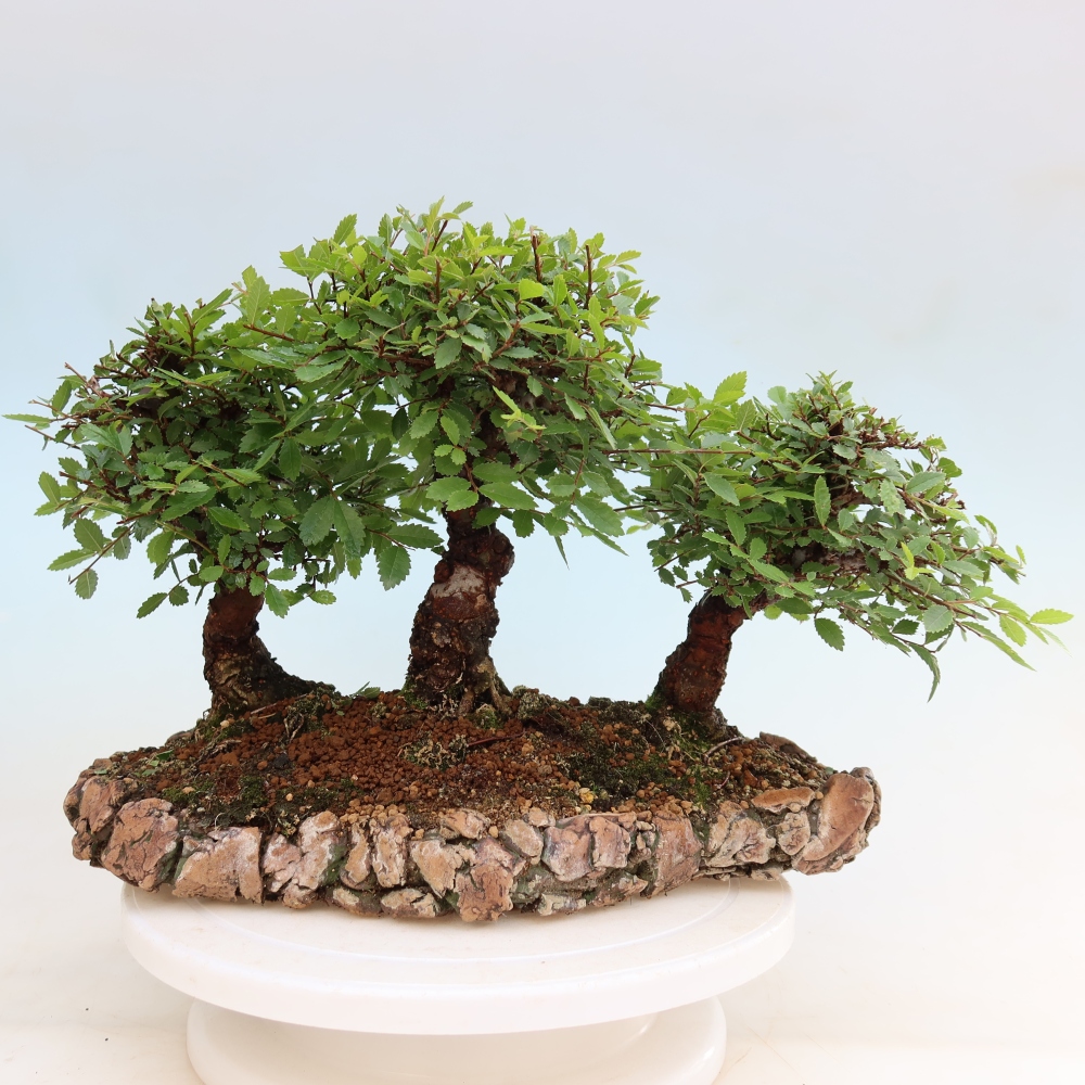 Venkovní bonsai - Zelkova - Zelkova NIRE - lesík