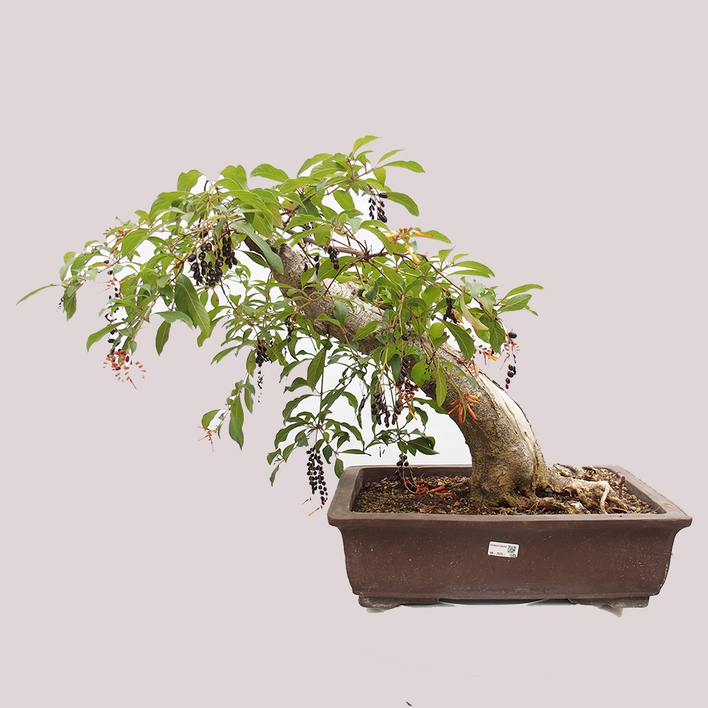 Pokojová bonsai - Hamelia patent