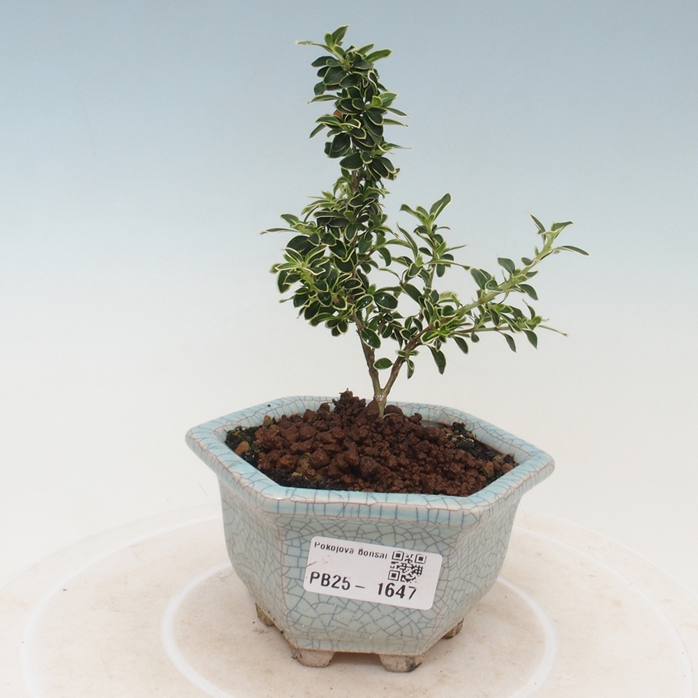 Pokojová bonsai - Serissa foetida Variegata - Strom tisíce hvězd