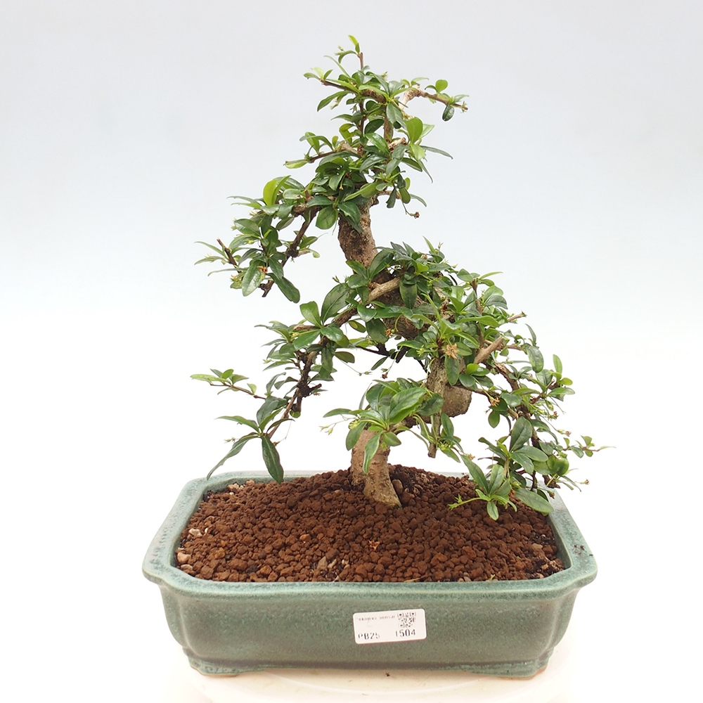 Pokojová bonsai - Carmona macrophylla - Čaj fuki