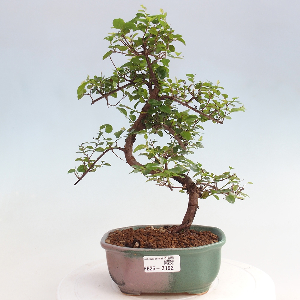 Pokojová bonsai - Sagerécie thea - Sagerécie thea
