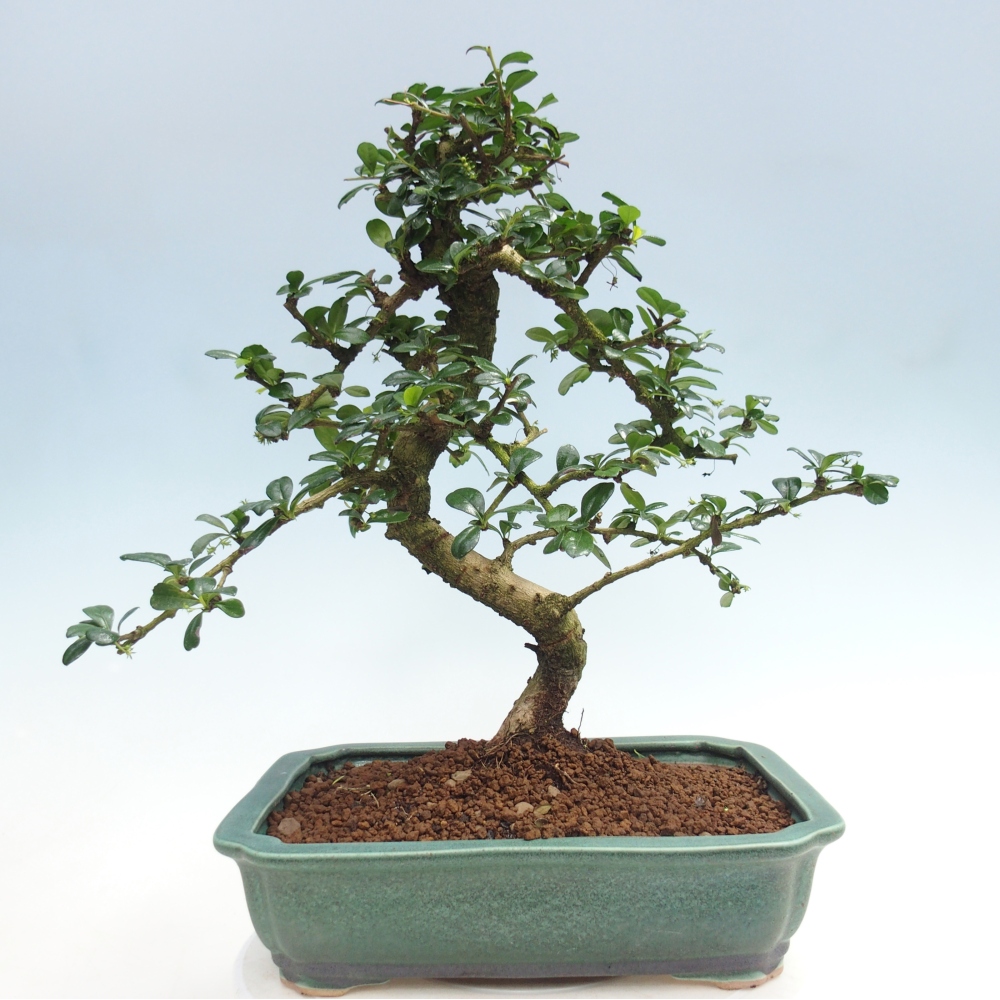 Pokojová bonsai - Carmona macrophylla - Čaj fuki
