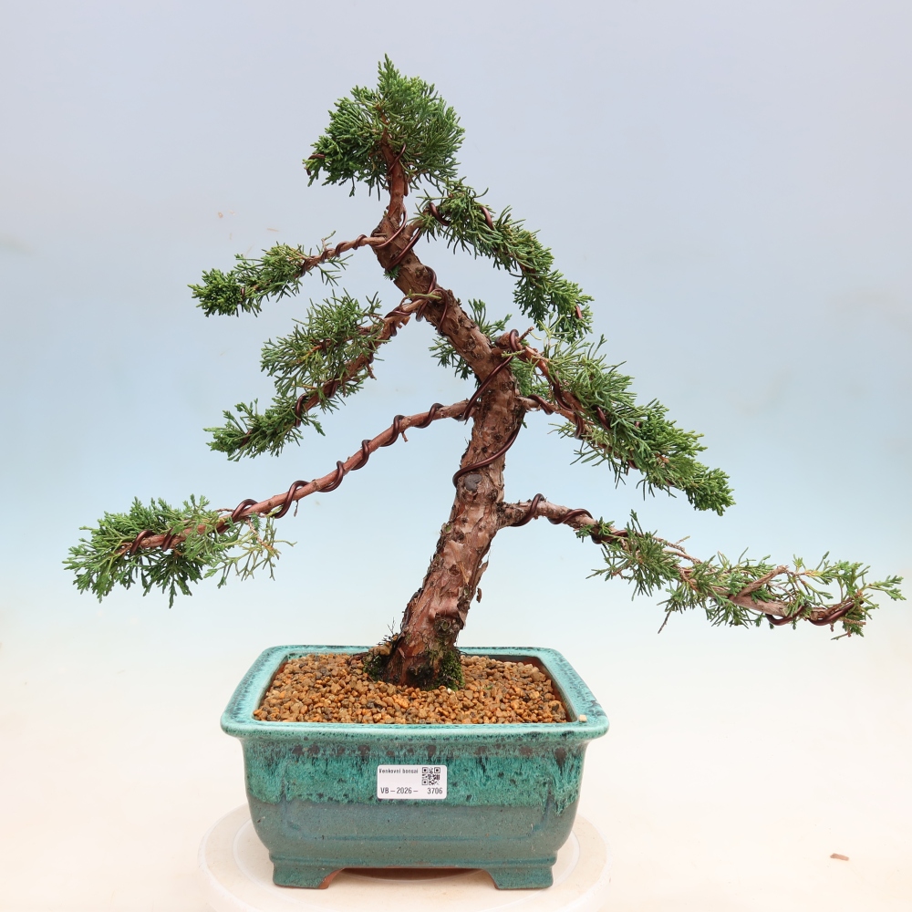 Venkovní bonsai - Juniperus chinensis Kishu -Jalovec čínský