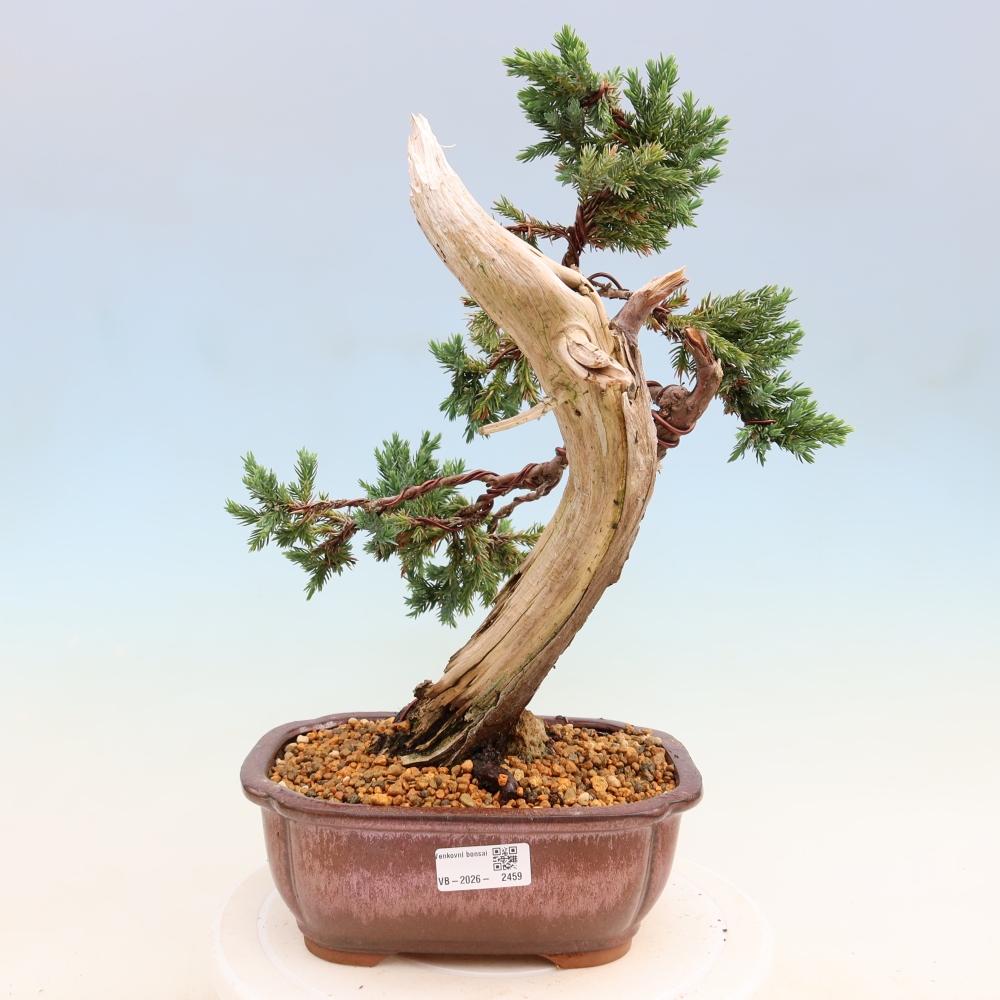 Venkovní bonsai - Juniperus squamata – Jalovec šupinatý
