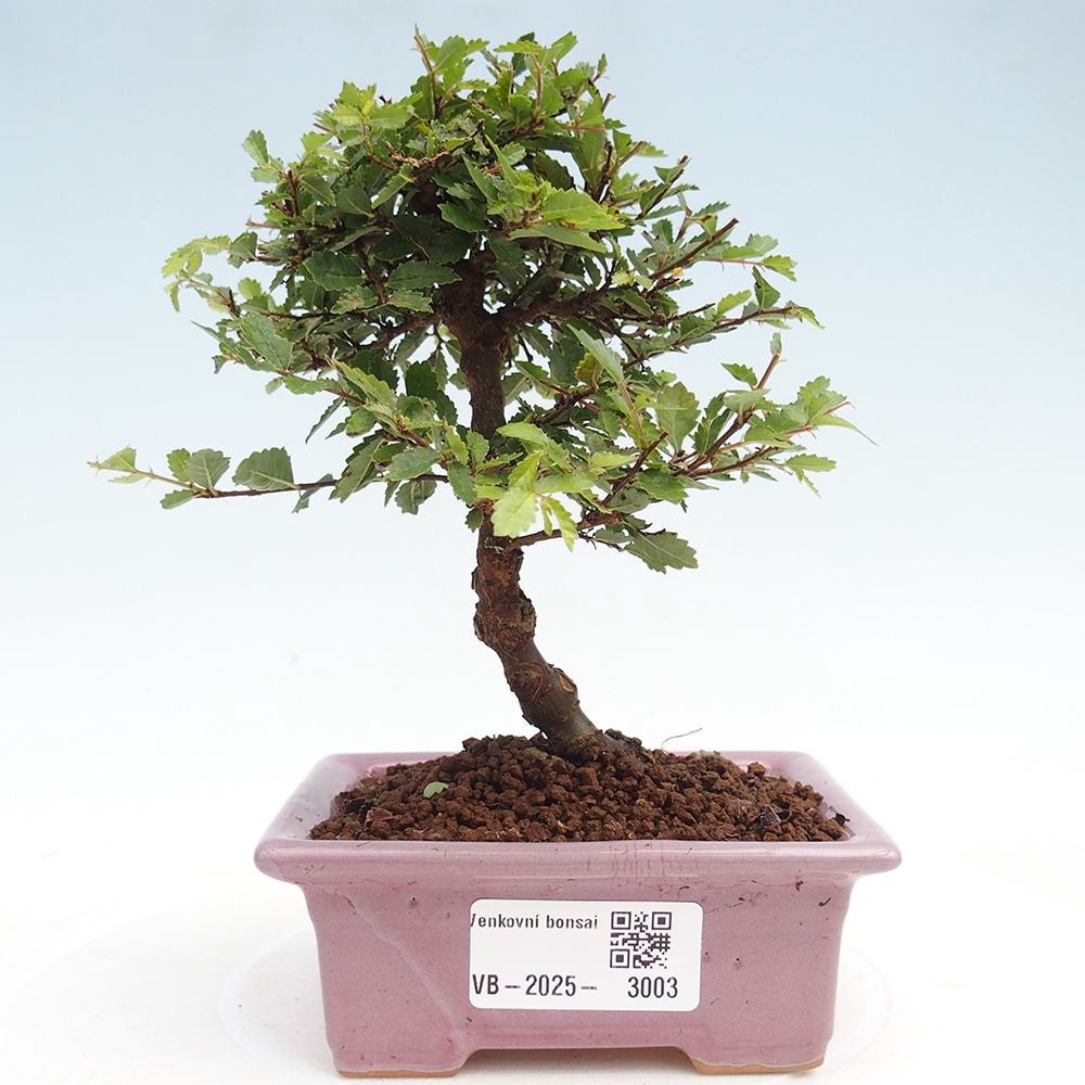 Venkovní bonsai - Ulmus parvifolia Sagei - Malolistý jilm