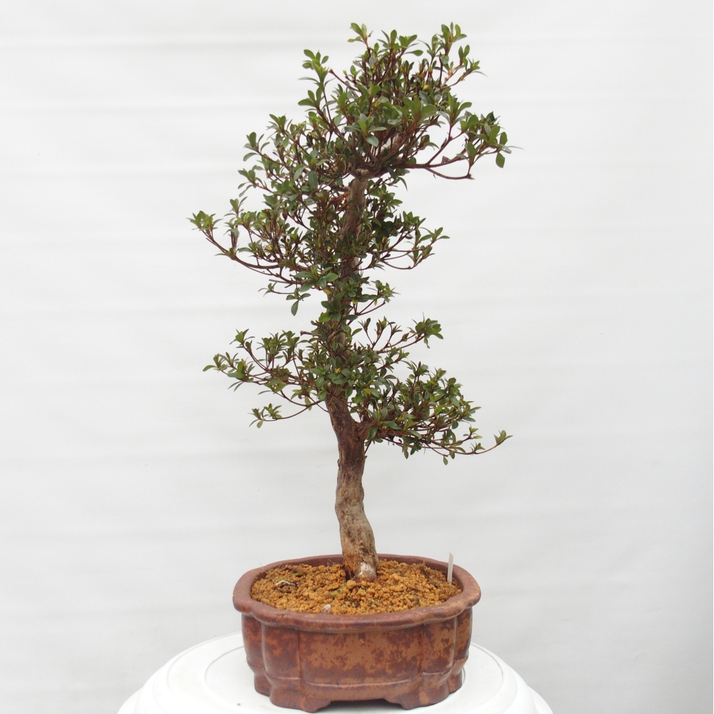 Venkovní bonsai - Japonská azalka - Azalea Hanatsuzuri