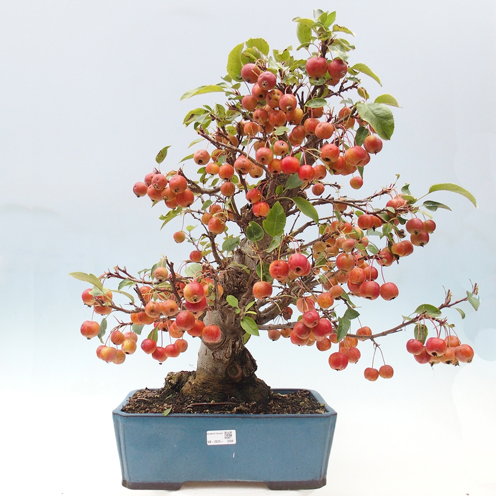 Venkovní bonsai -Malus halliana - Maloplodá jabloň