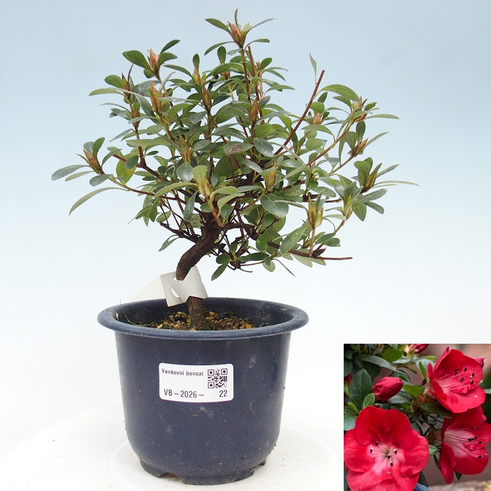 Venkovní bonsai - Japonská azalka - Azalea Benibeni