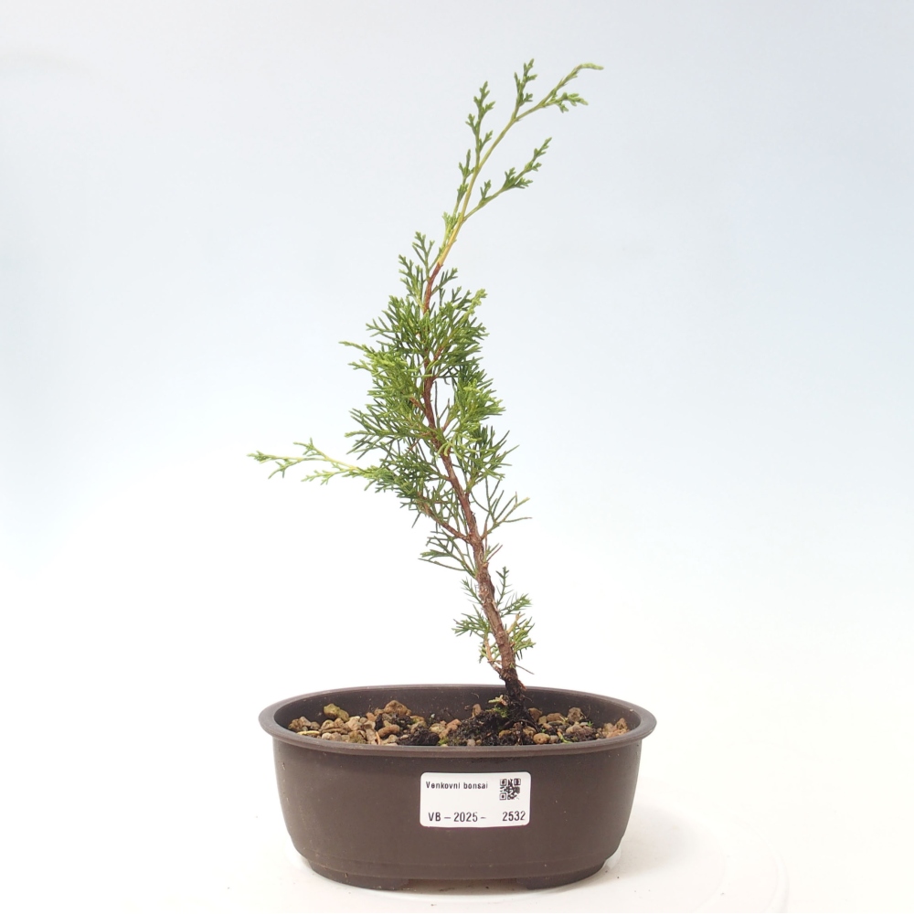 Venkovní bonsai - Juniperus chinensis Itoigawa -Jalovec čínský