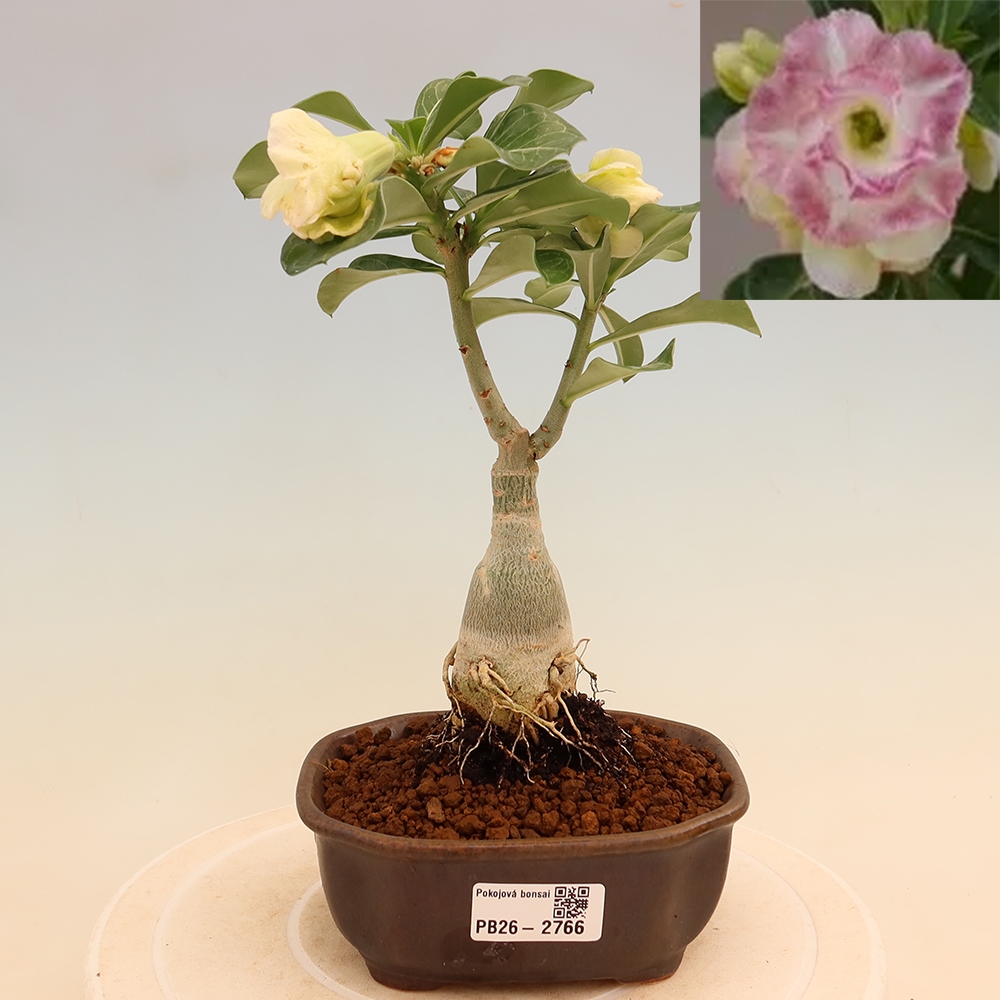 Pokojová bonsai - Adenium obesum roubovaná V.F.S.412  - Pouštní růže