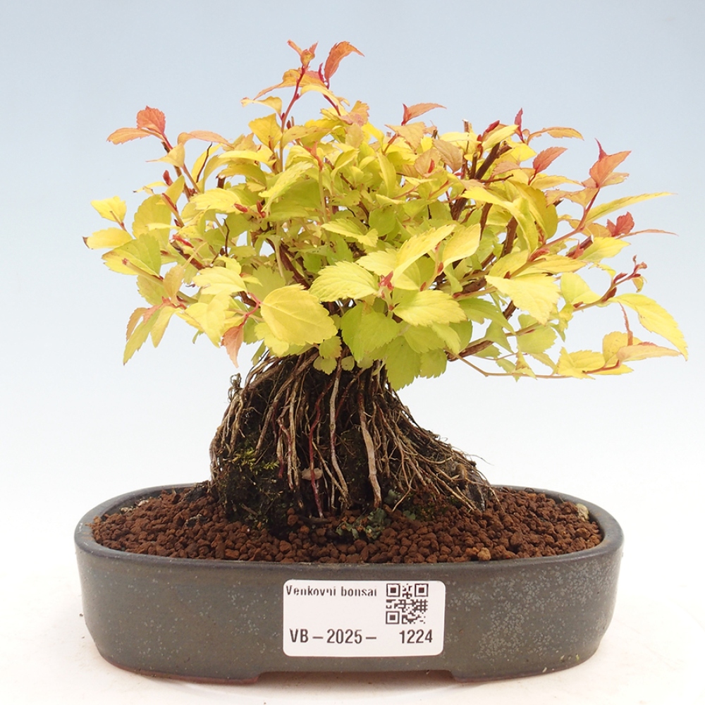 Venkovní bonsai - tavolník - Spirae Aurea