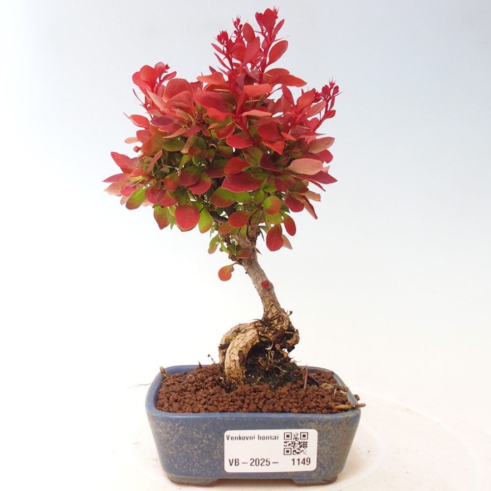 Venkovní bonsai - Berberis thunbergii Kobold - Dřištál Thunbergův