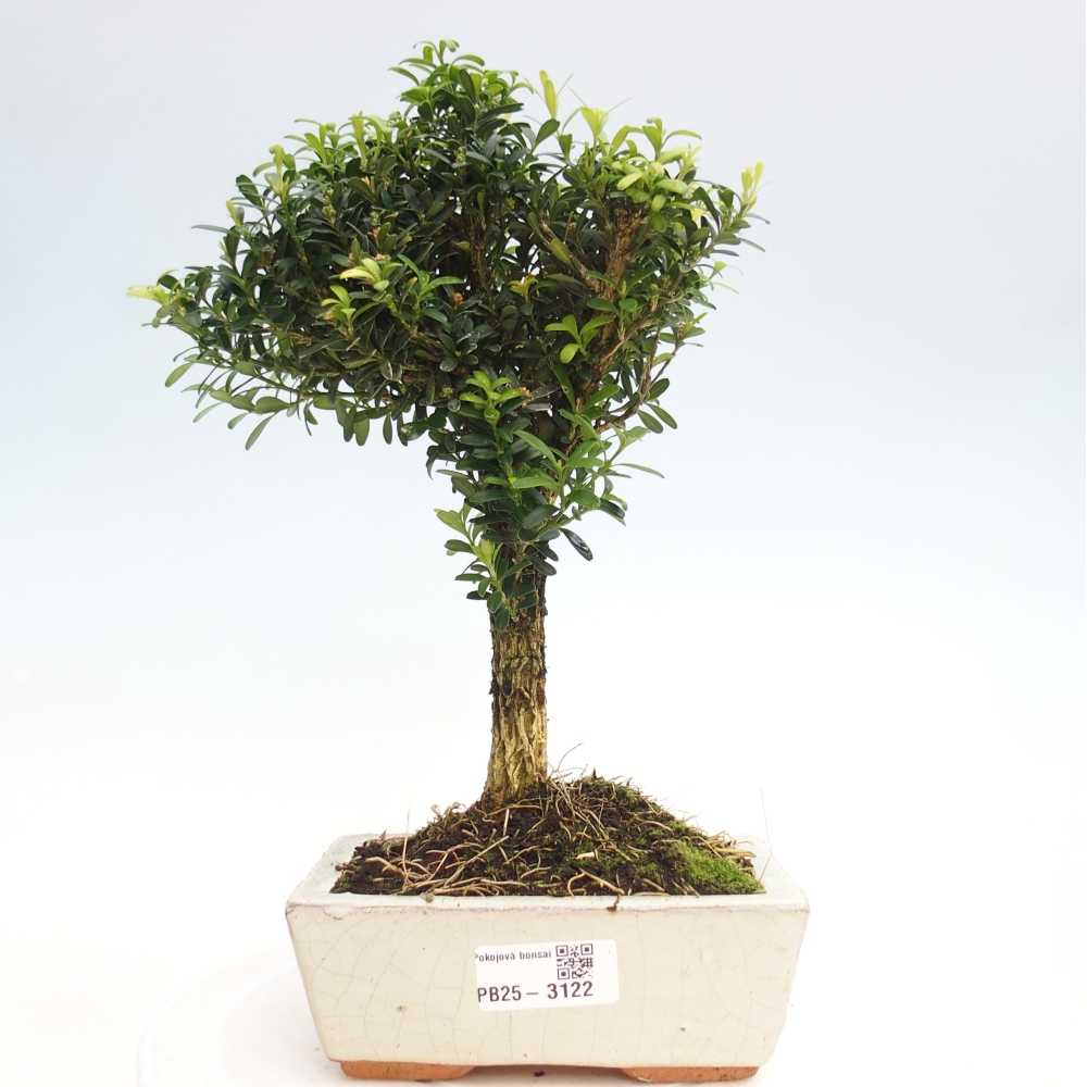 Pokojová bonsai - Buxus harlandii -korkový buxus