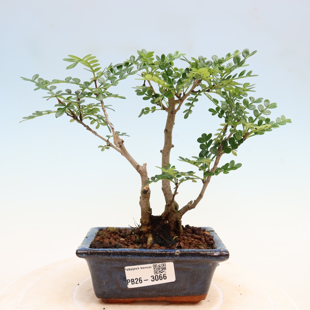 Pokojová bonsai - Zantoxylum piperitum - pepřovník