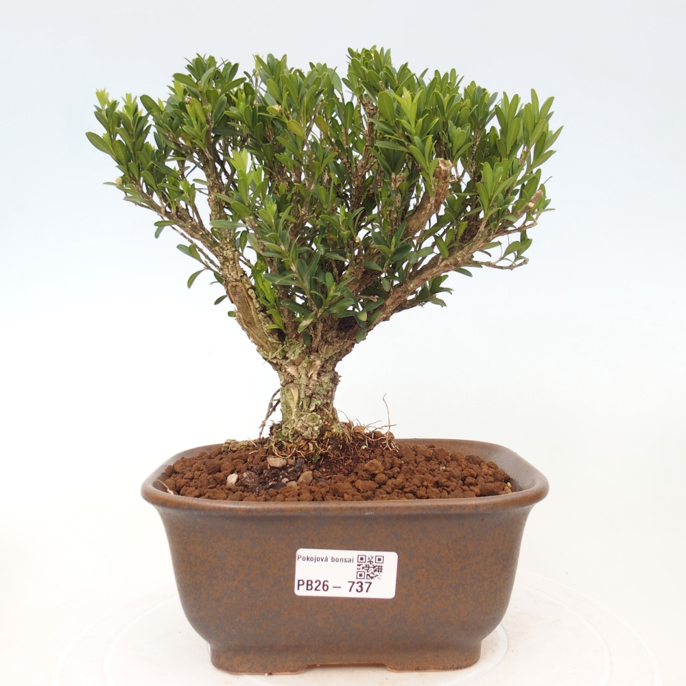 Pokojová bonsai - Buxus harlandii - korkový buxus