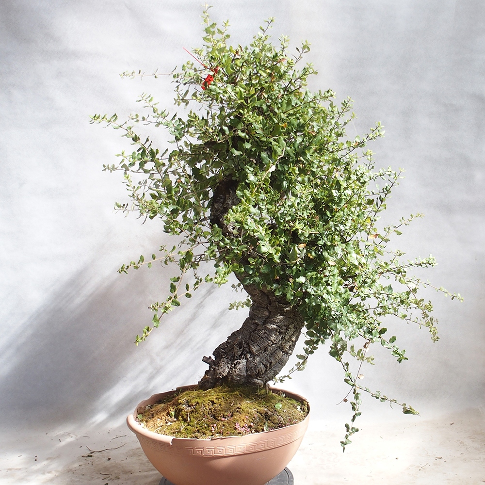 venkovní bonsai Quercus suber - Korkový dub