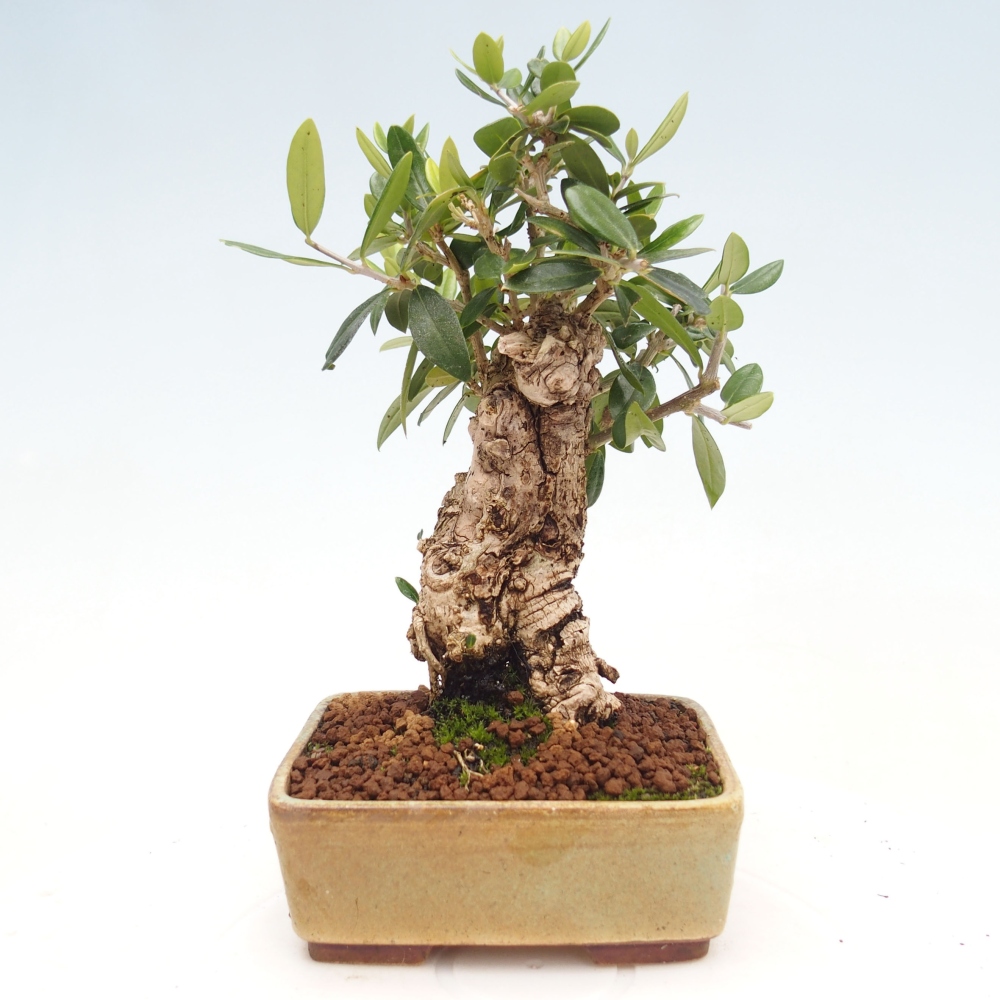 Pokojová bonsai - Olea europaea sylvestris -Oliva evropská drobnolistá