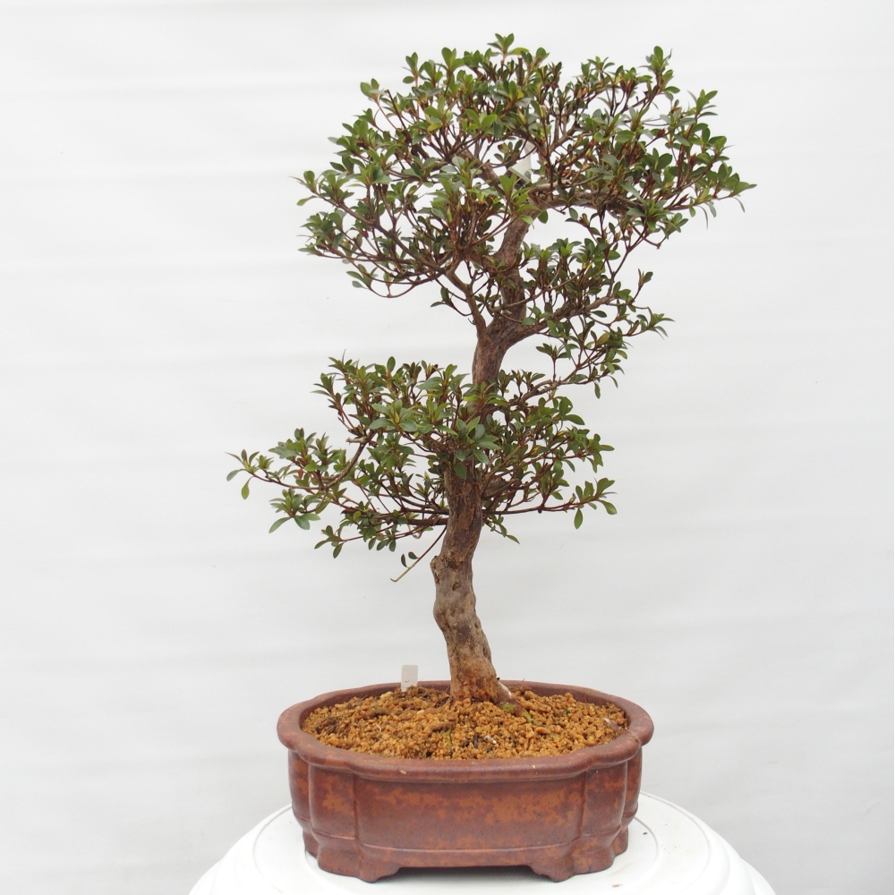 Venkovní bonsai - Japonská azalka - Azalea Hanatsuzuri