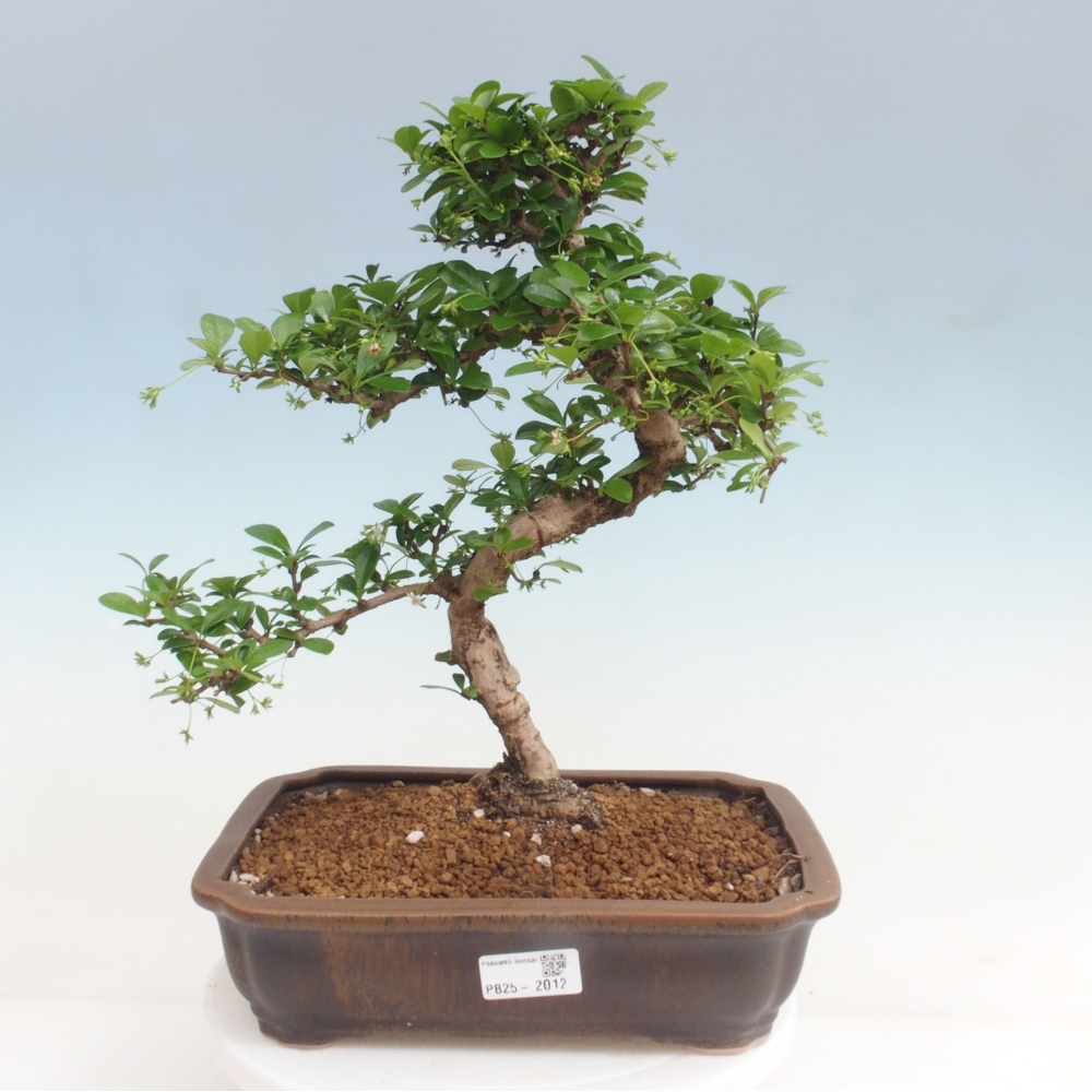 Pokojová bonsai - Carmona macrophylla - Čaj fuki