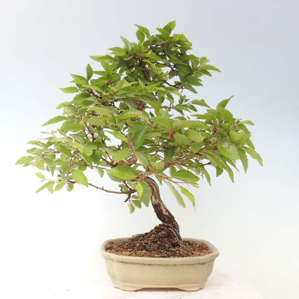 Venkovní bonsai -Carpinus CARPINOIDES - Habr korejský