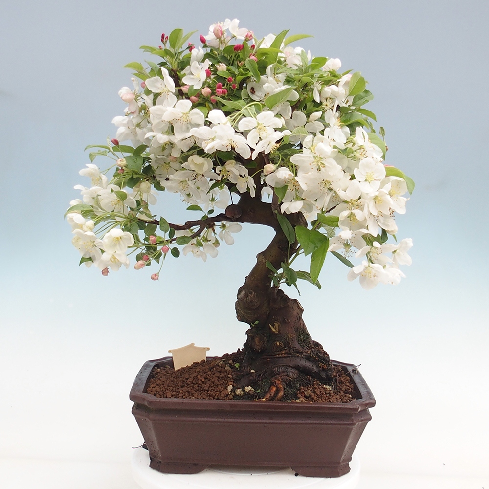 Venkovní bonsai -Malus halliana - Maloplodá jabloň
