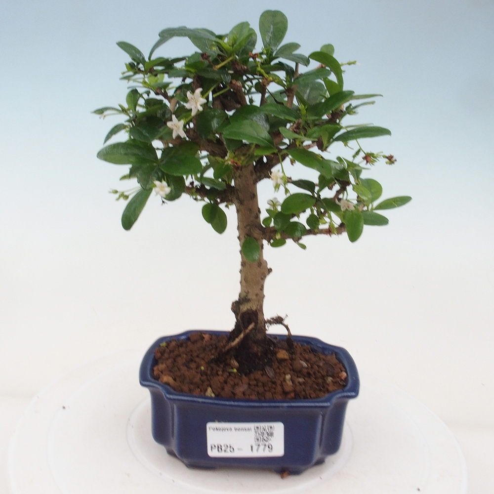 Pokojová bonsai - Carmona macrophylla - Čaj fuki