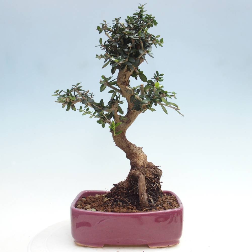 Pokojová bonsai - Olea europaea sylvestris -Oliva evropská drobnolistá