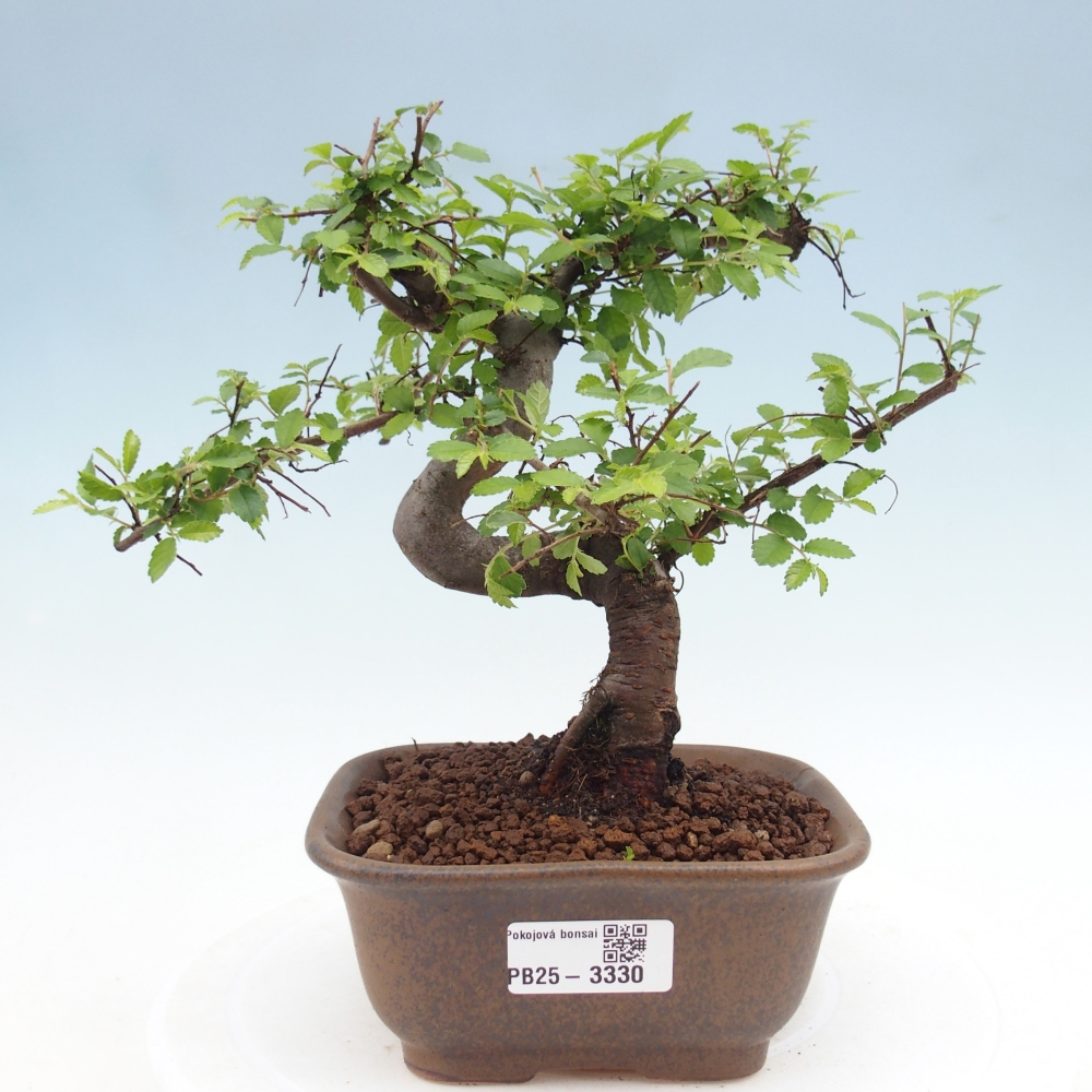 Pokojová bonsai - Ulmus parvifolia - Malolistý jilm