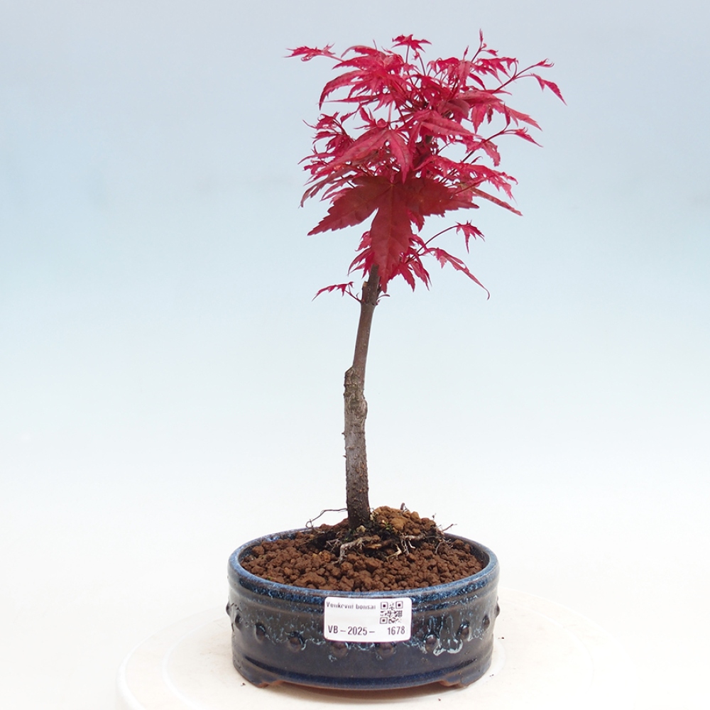 Venkovní bonsai - Javor dlanitolistý - Acer palmatum DESHOJO