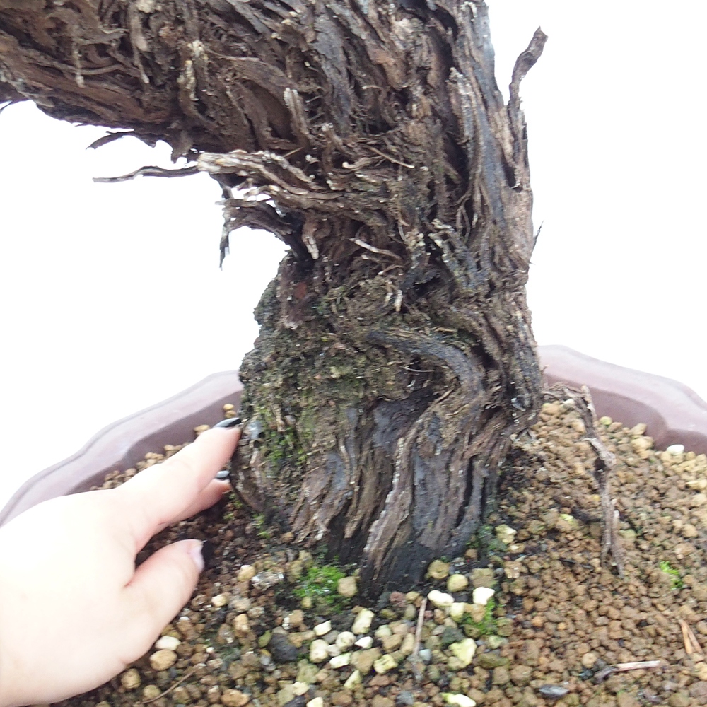 Venkovní bonsai - Vitis vinnifera MUSKAT ITALIA  - Vinná réva