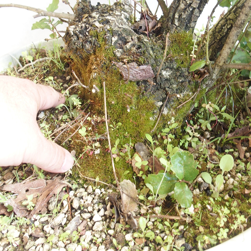 Venkovní bonsai Quercus Cerris - Dub Cer