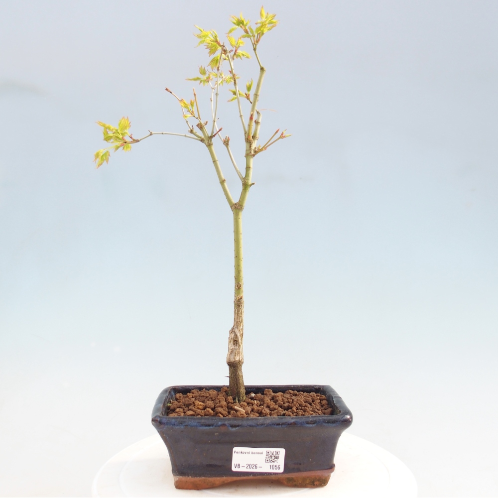 Acer palmatum Aureum - Javor dlanitolistý zlatý