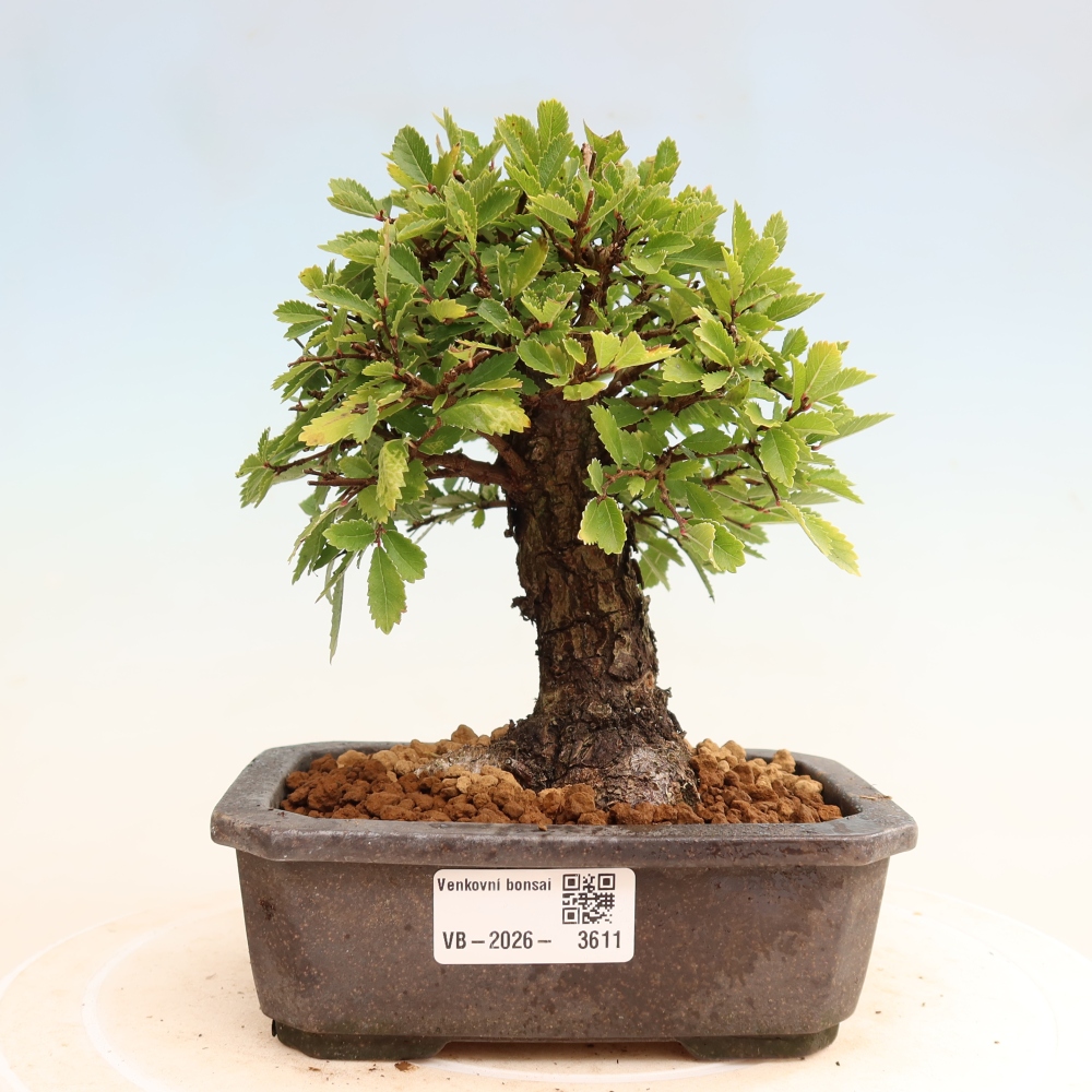 Venkovní bonsai - Zelkova - Zelkova NIRE