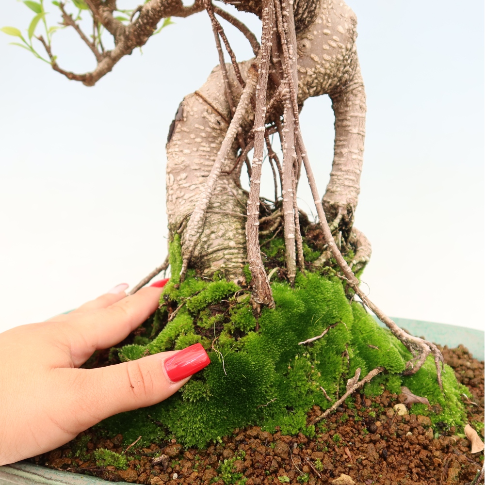 Pokojová bonsai - Ficus kimmen -  malolistý fíkus