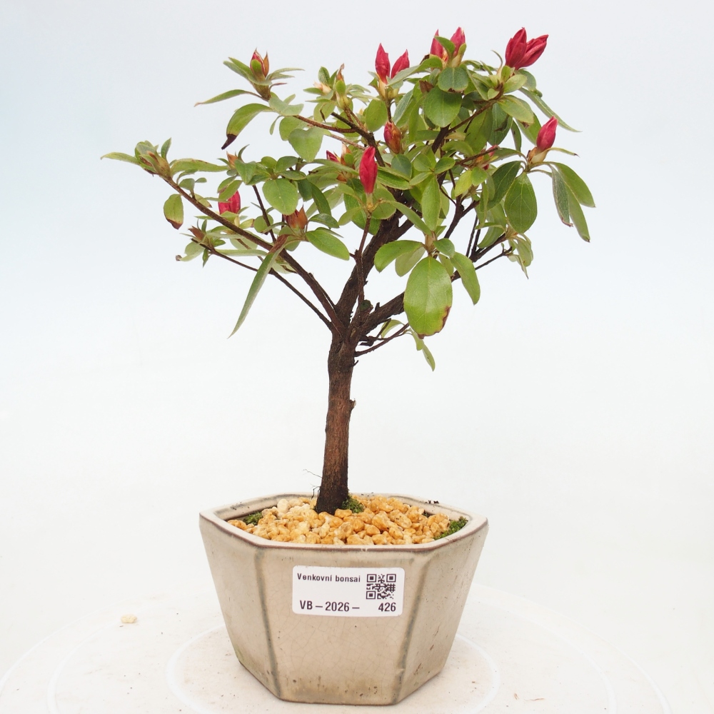 Venkovní bonsai - Japonská azalka - Azalea sp.