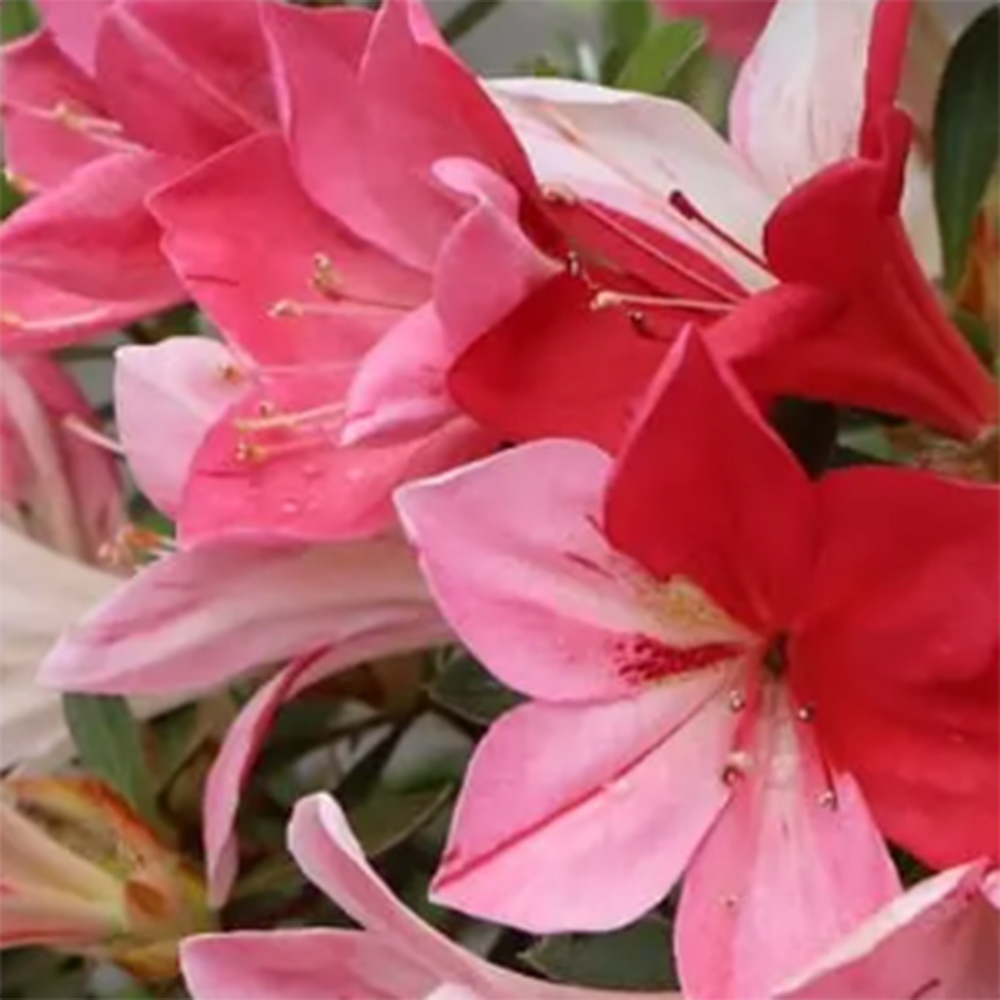 Venkovní bonsai - Japonská azalka - Azalea Haruurara