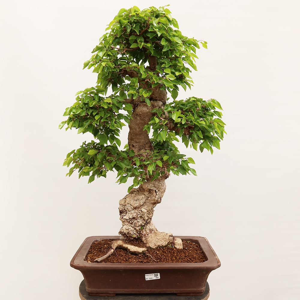 Venkovní bonsai -Carpinus Coreana - Habr korejský