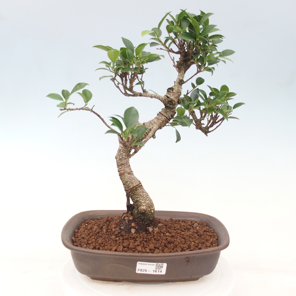 Pokojová bonsai - Ficus kimmen -  malolistý fíkus