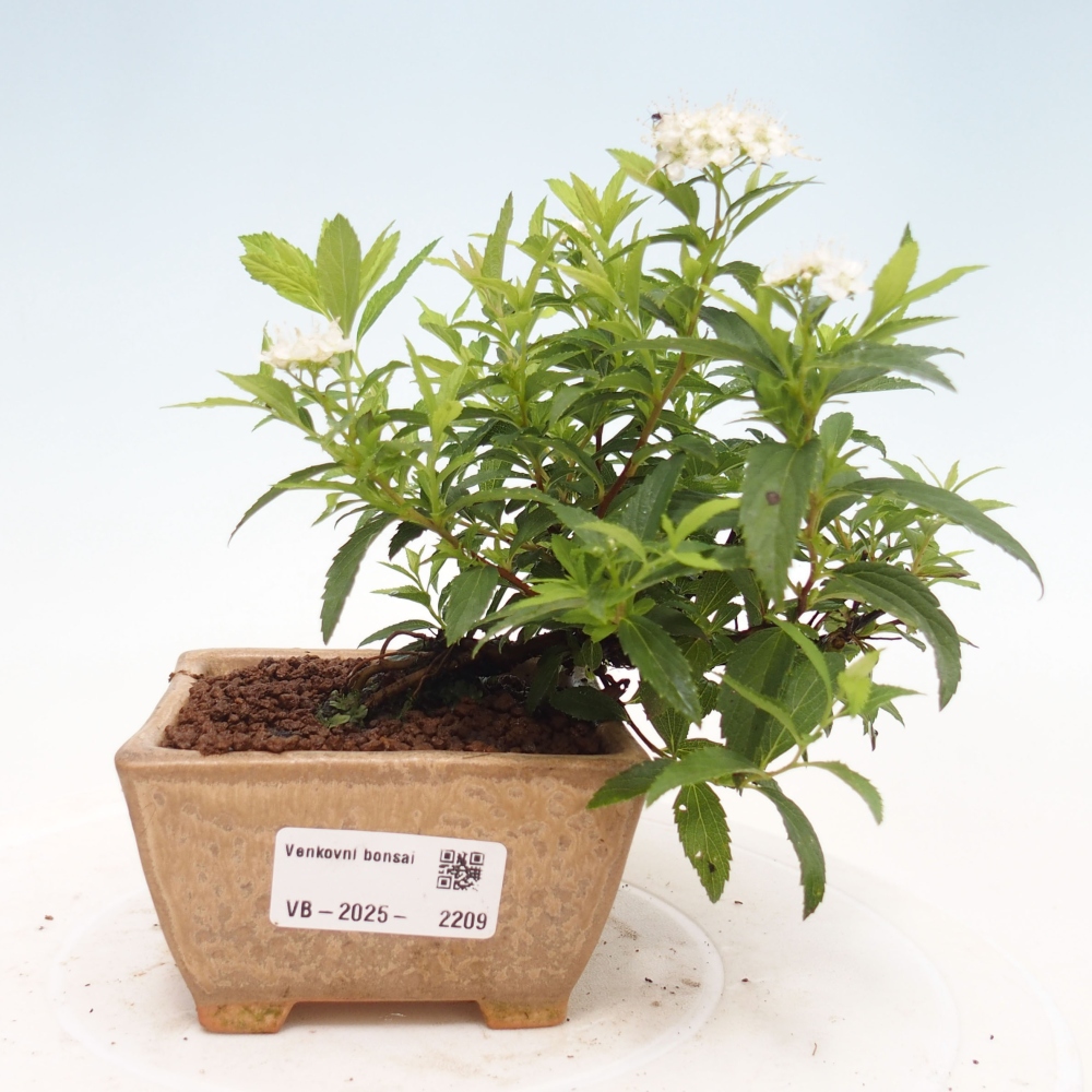 Venkovní bonsai -malolistý tavolník - Spirea japonica GENPSI