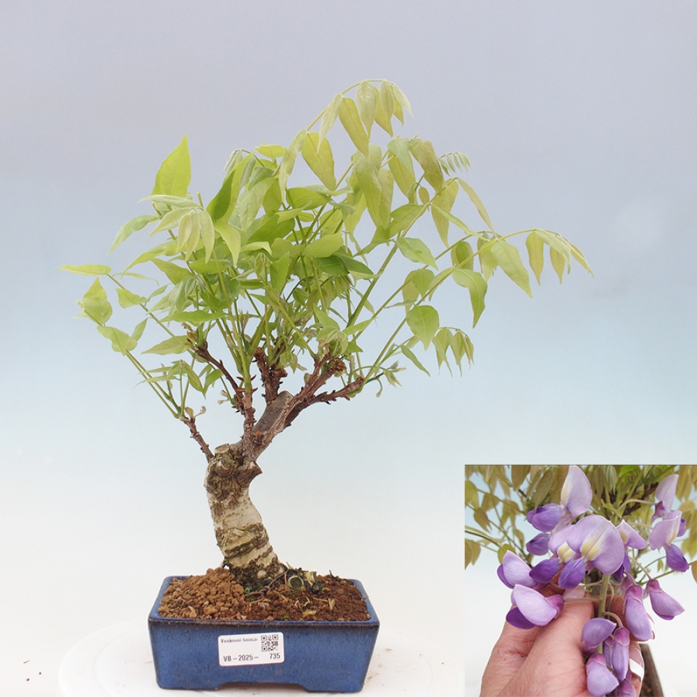 Venkovní bonsai - Vistarie květnatá - Wisteria floribunda