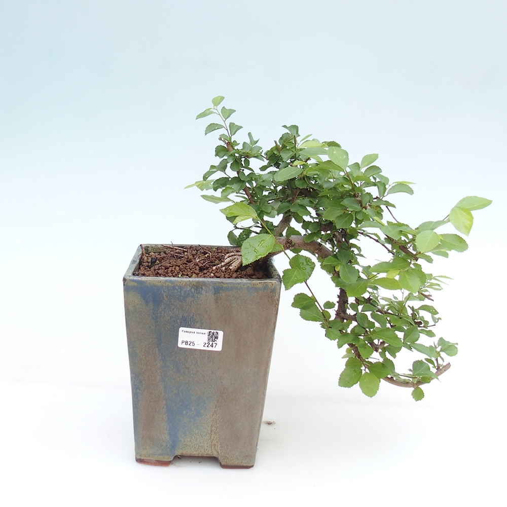 Pokojová bonsai - Grewia occidentalis - Hvězdice levandulová