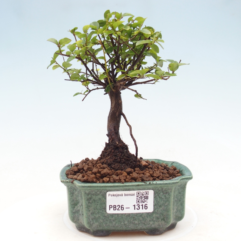 Pokojová bonsai - Sagerécie thea - Sagerécie thea