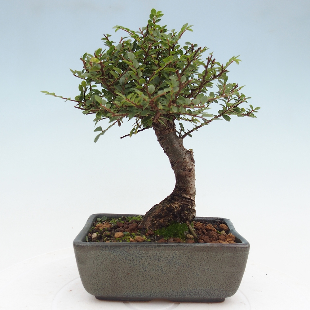 Venkovní bonsai - Ulmus parvifolia Hokkaido - jilm Čínský