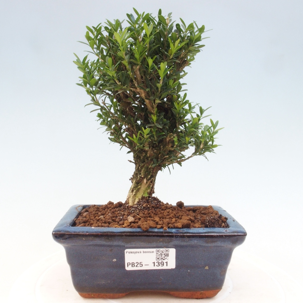 Pokojová bonsai - Buxus harlandii - korkový buxus