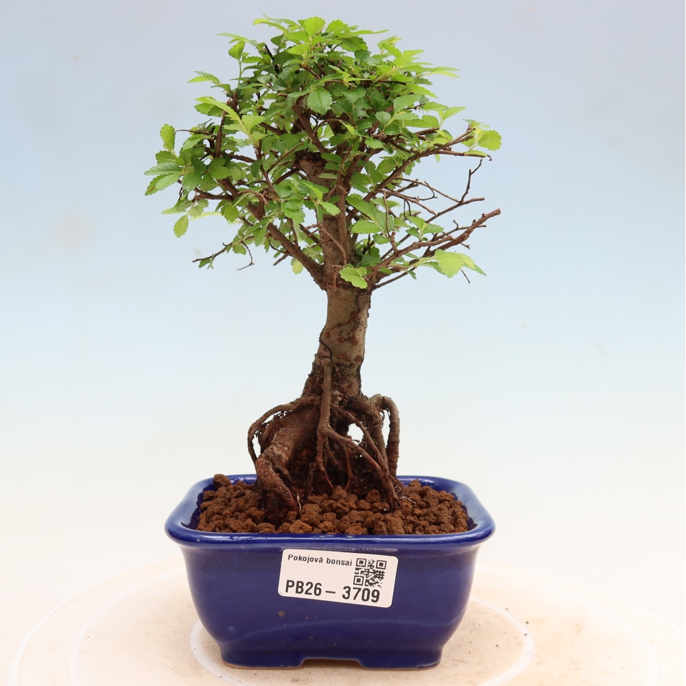 Pokojová bonsai - Ulmus parvifolia - Malolistý jilm