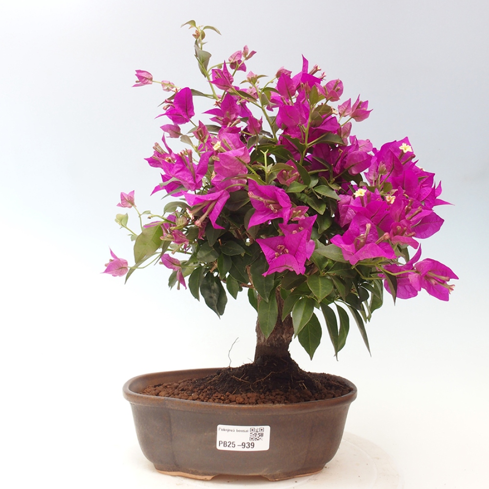 Pokojová bonsai - Bouganwilea