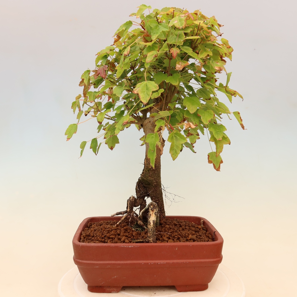 Venkovní bonsai - Javor Burgerův - Acer Burgerianum 