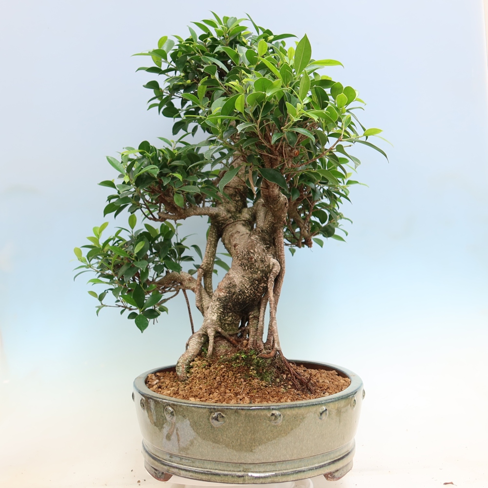 Pokojová bonsai - Ficus kimmen -  malolistý fíkus